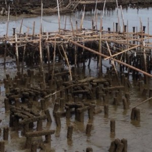 Bang saen Laemtan shellfish hatchery 2