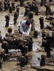 Bang Saen Laemtan shellfish