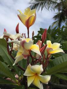 Pattaya flowers yellow
