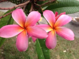 Pattaya pink flowers